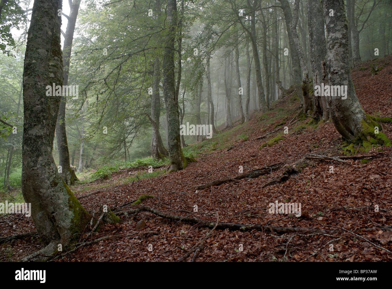 lamedo wood in cantabria Spain Stock Photo
