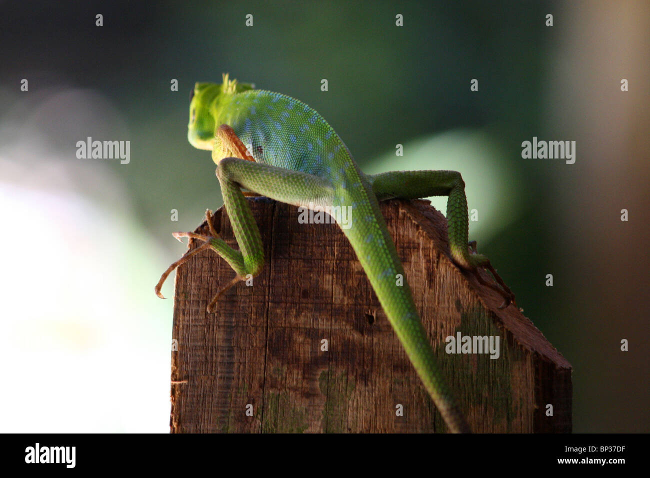 Green lizard sitting on a post in the rainforest Stock Photo