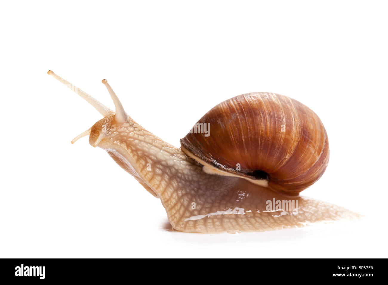the garden snail in front of white background Stock Photo - Alamy