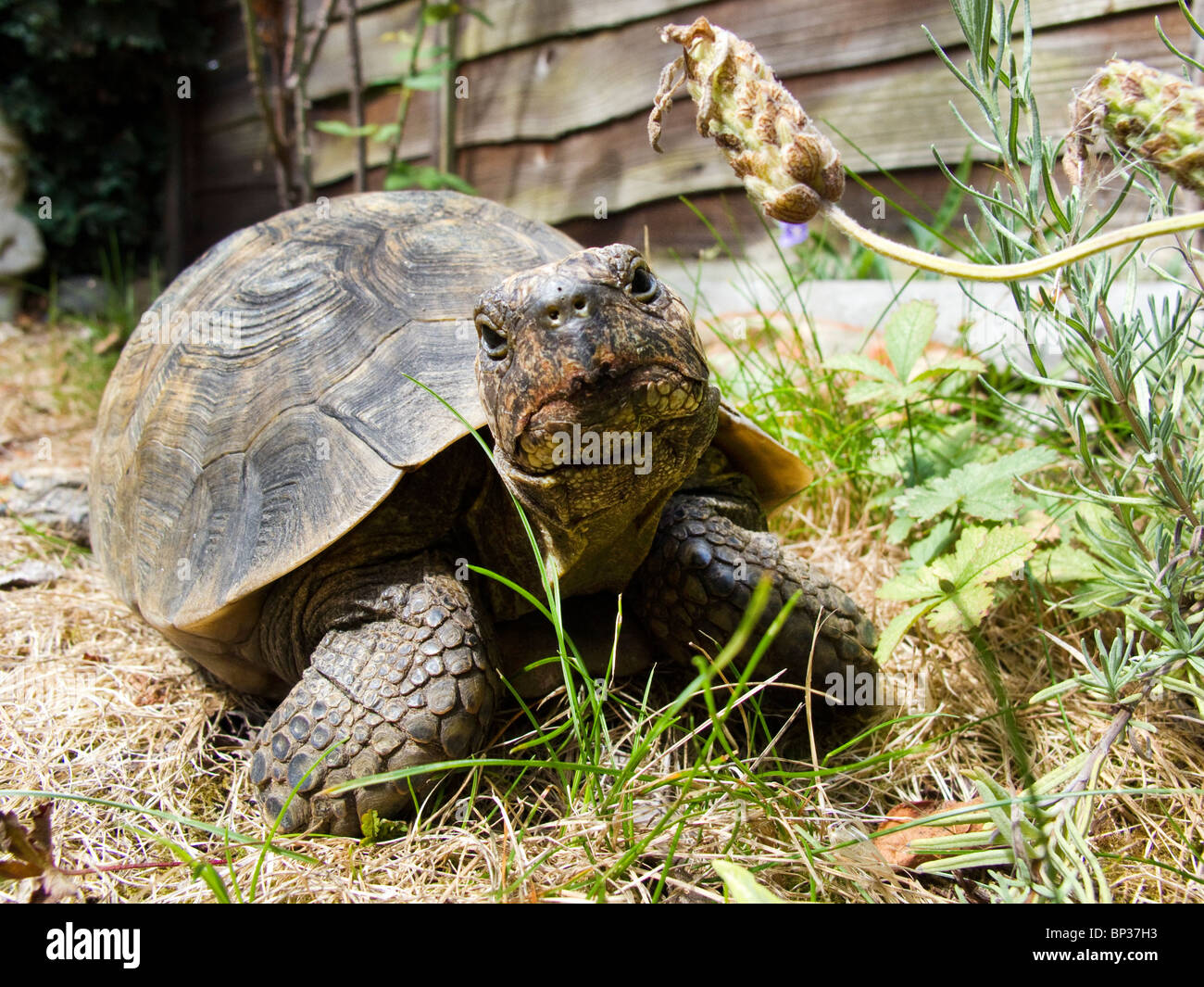 Pele 1970 hi-res stock photography and images - Alamy