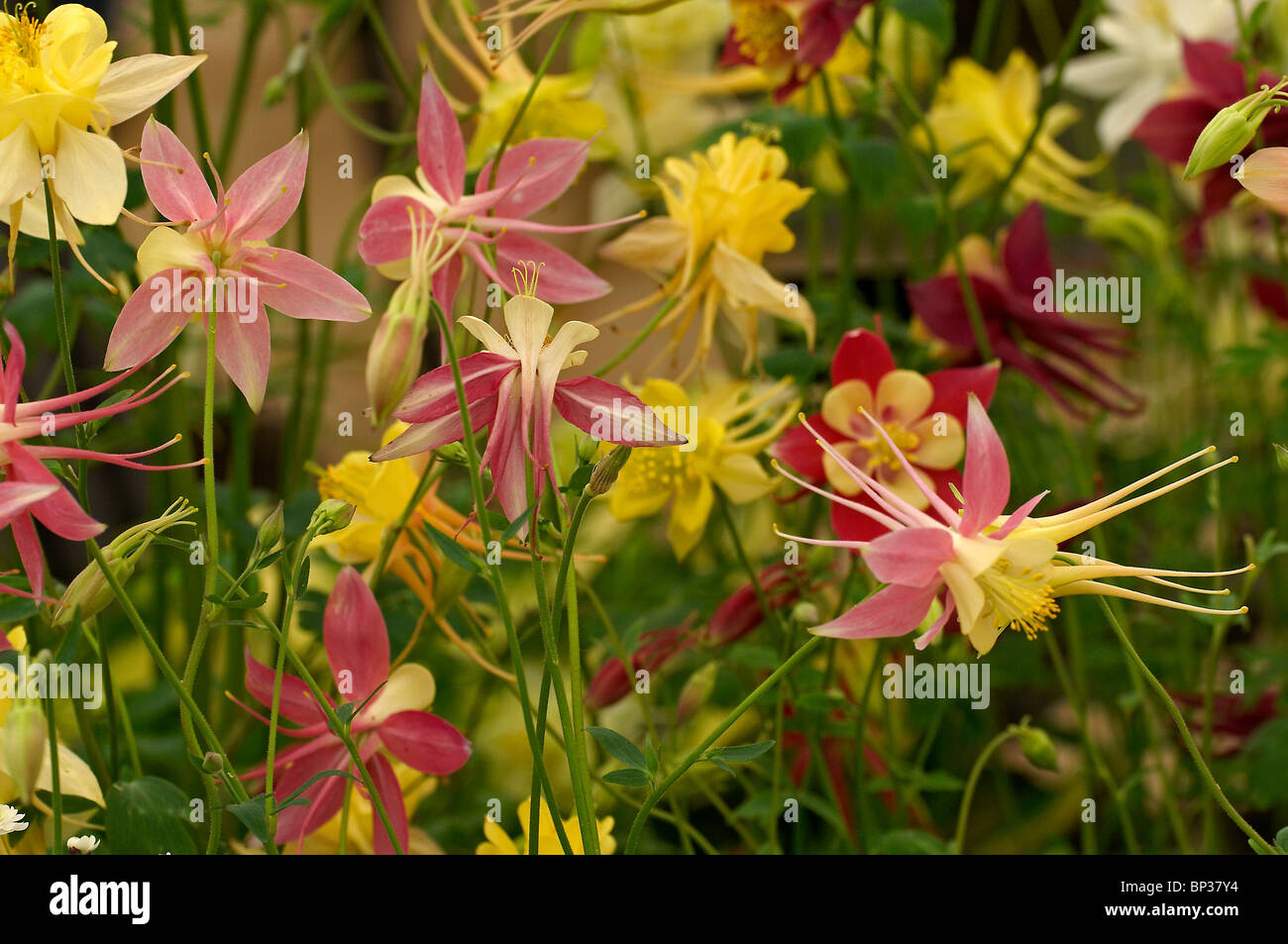 Close up of display of Hybrid Aquilegias 'Songbird Series' Stock Photo