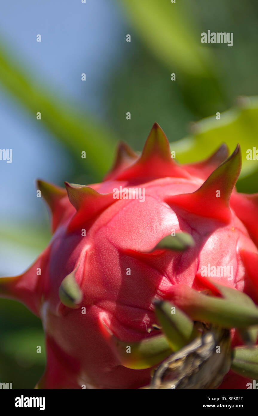 Pitaya or Dragon fruit, Pom Pom Island Resort, Celebes Sea, Sabah, East Malaysia. Stock Photo