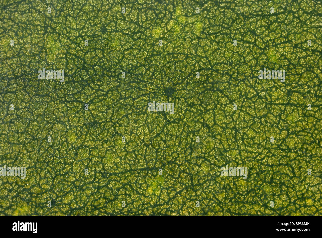 Deep Ridges Pumpkin Pumpkin ridges hi-res stock photography and images - Alamy