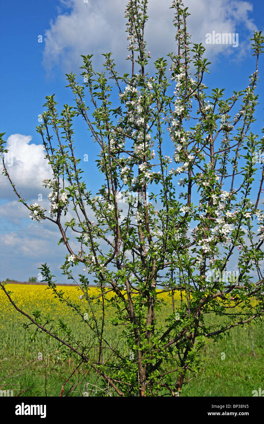 Apple tree in blossom Stock Photo Alamy