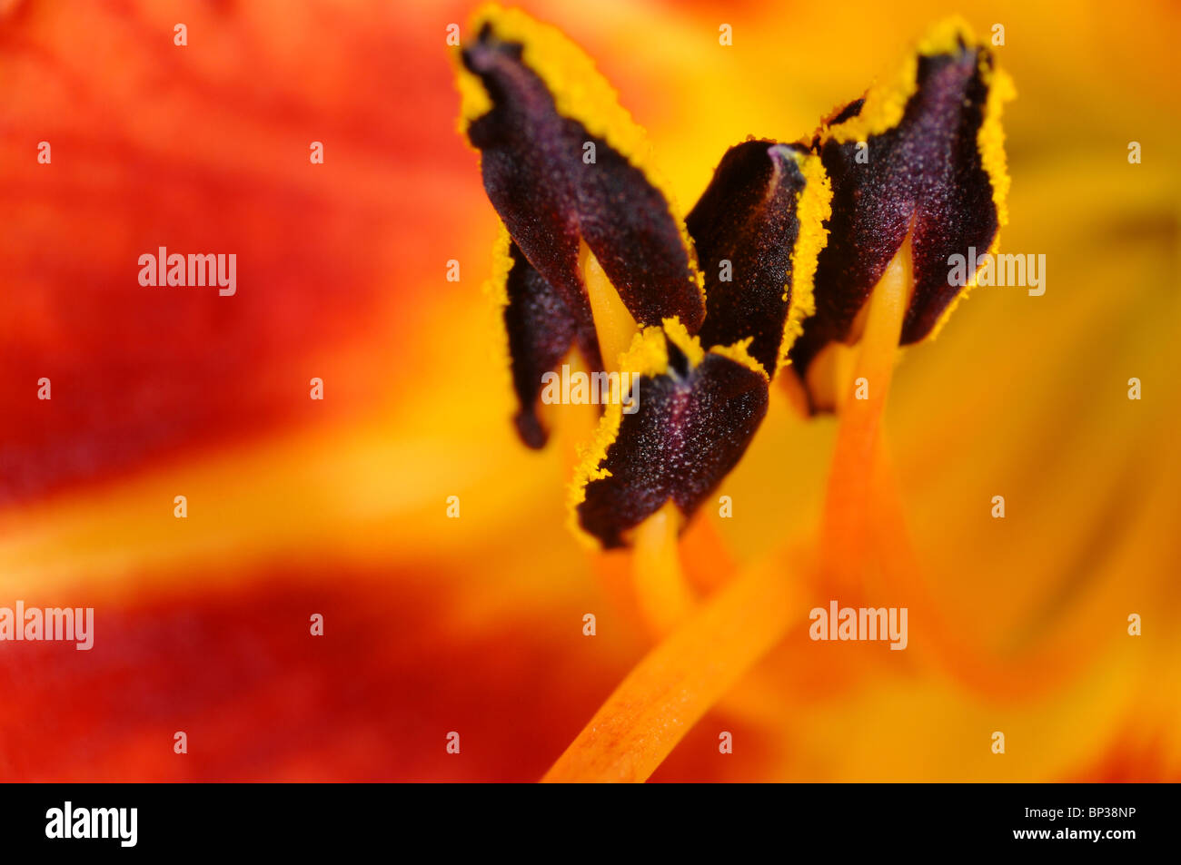 Extreme close up of the pollen covered anthers on a day lily (hemerocallis) flower. Stock Photo