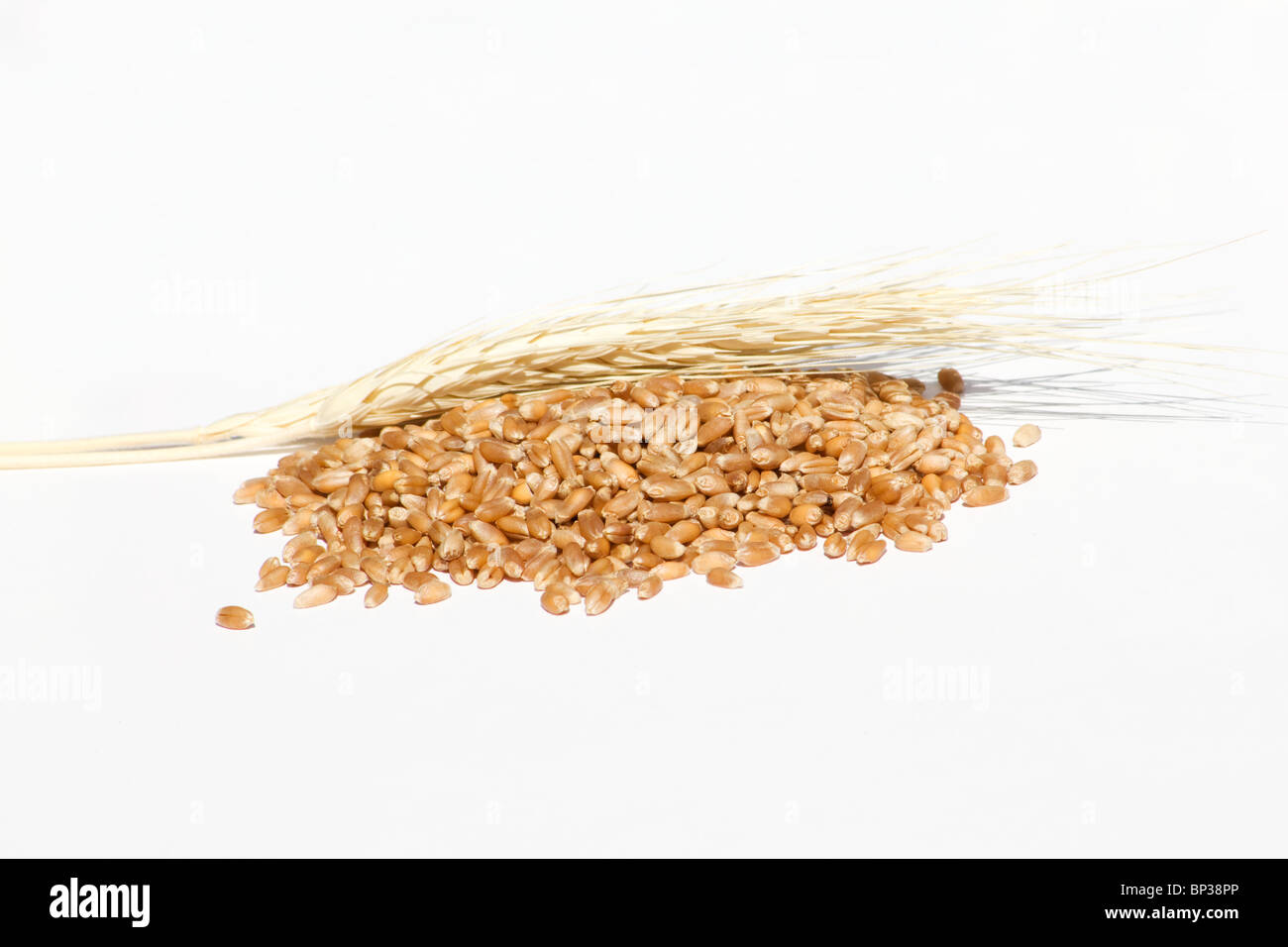 Close-up of wheat grain and wheat stalks on white background Stock Photo