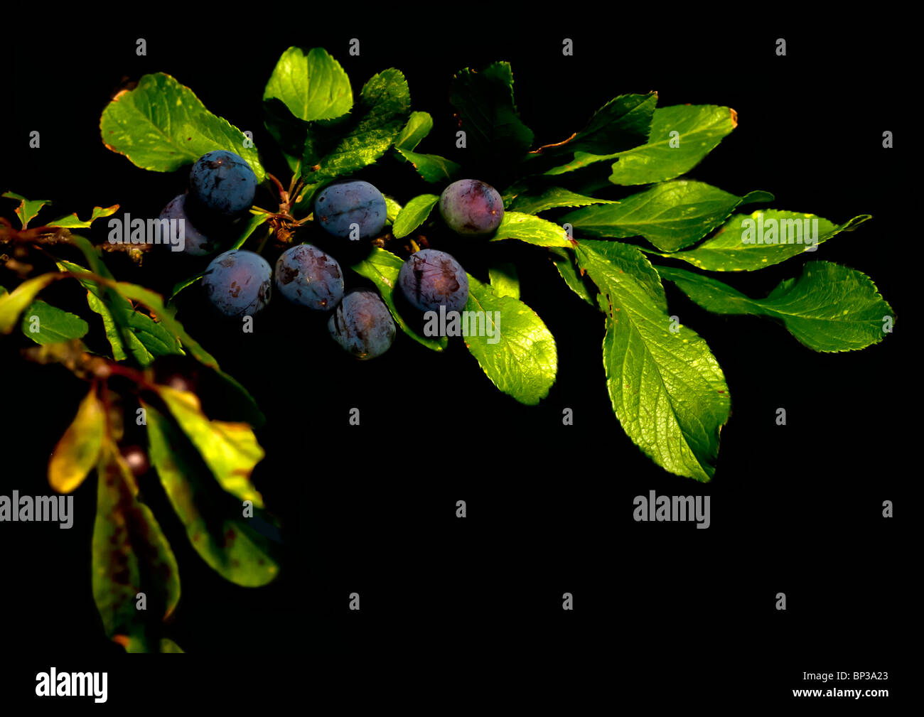 Branch of Blackthorn bush with berries and leaves, set against a black backdrop Stock Photo