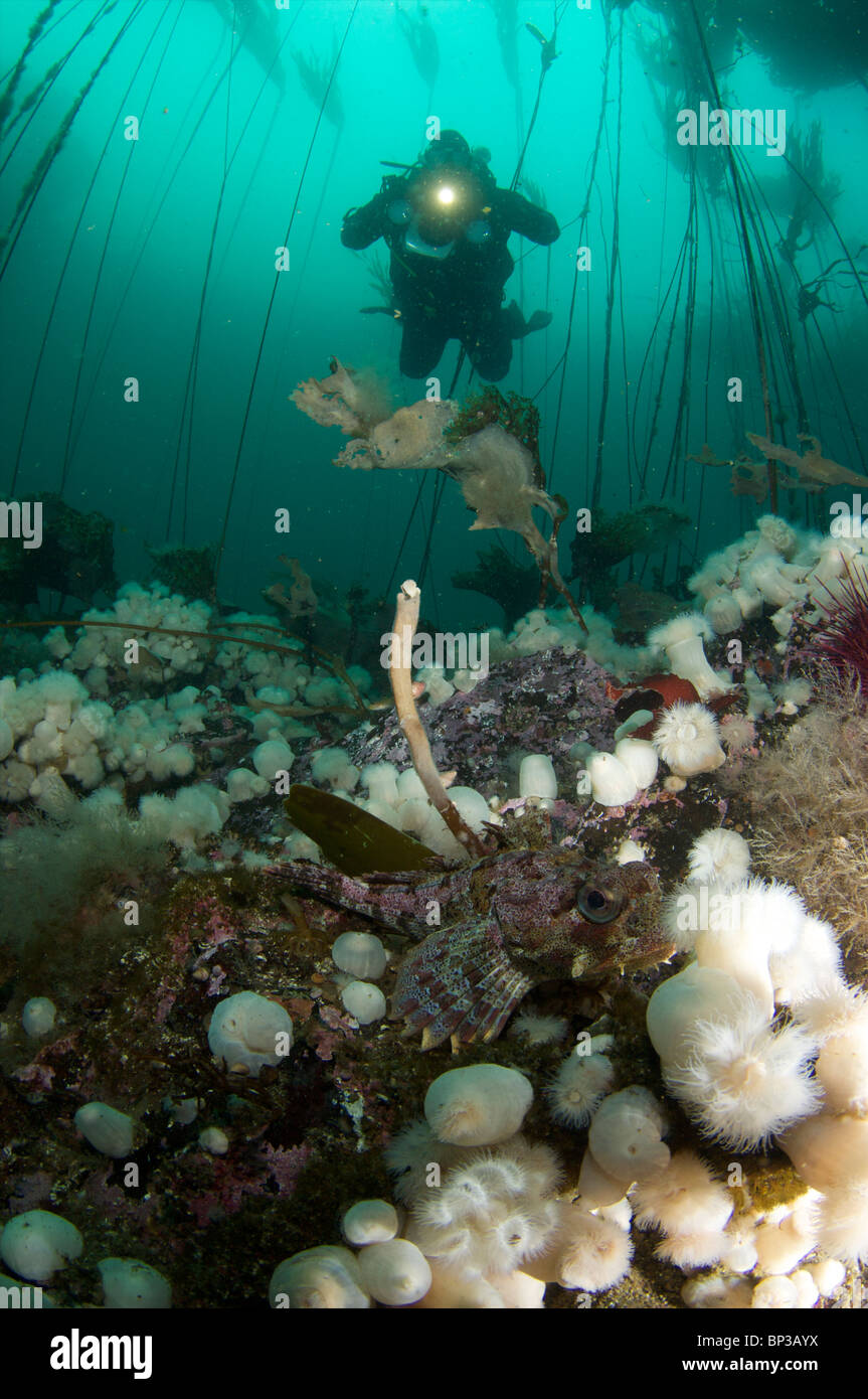 Vancouver Island cold water diving British Columbia, Canada Pacific