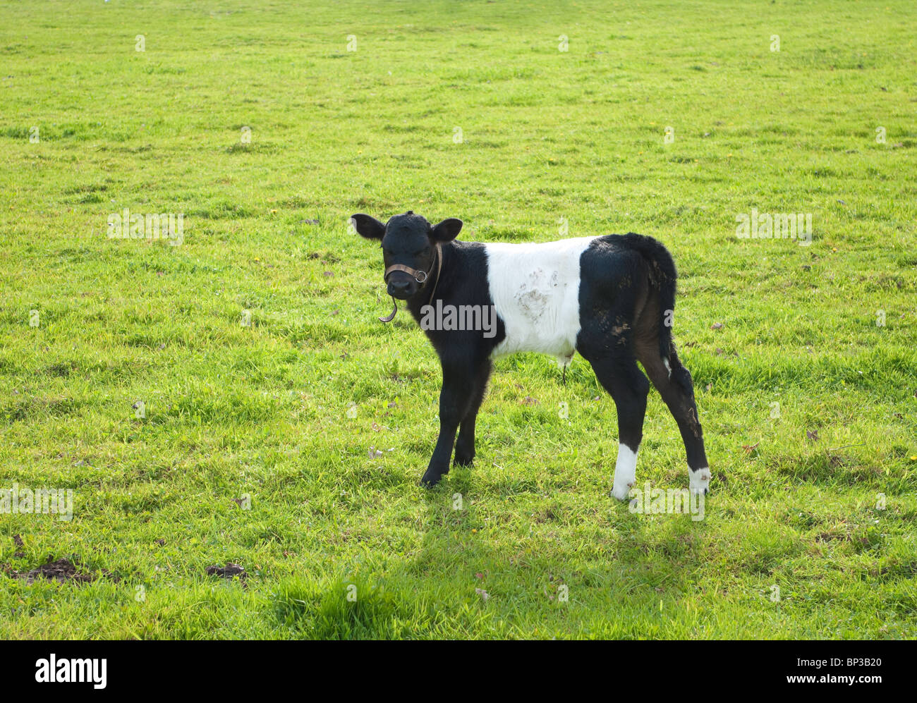 black with white dutch lakenvelder calf Stock Photo - Alamy