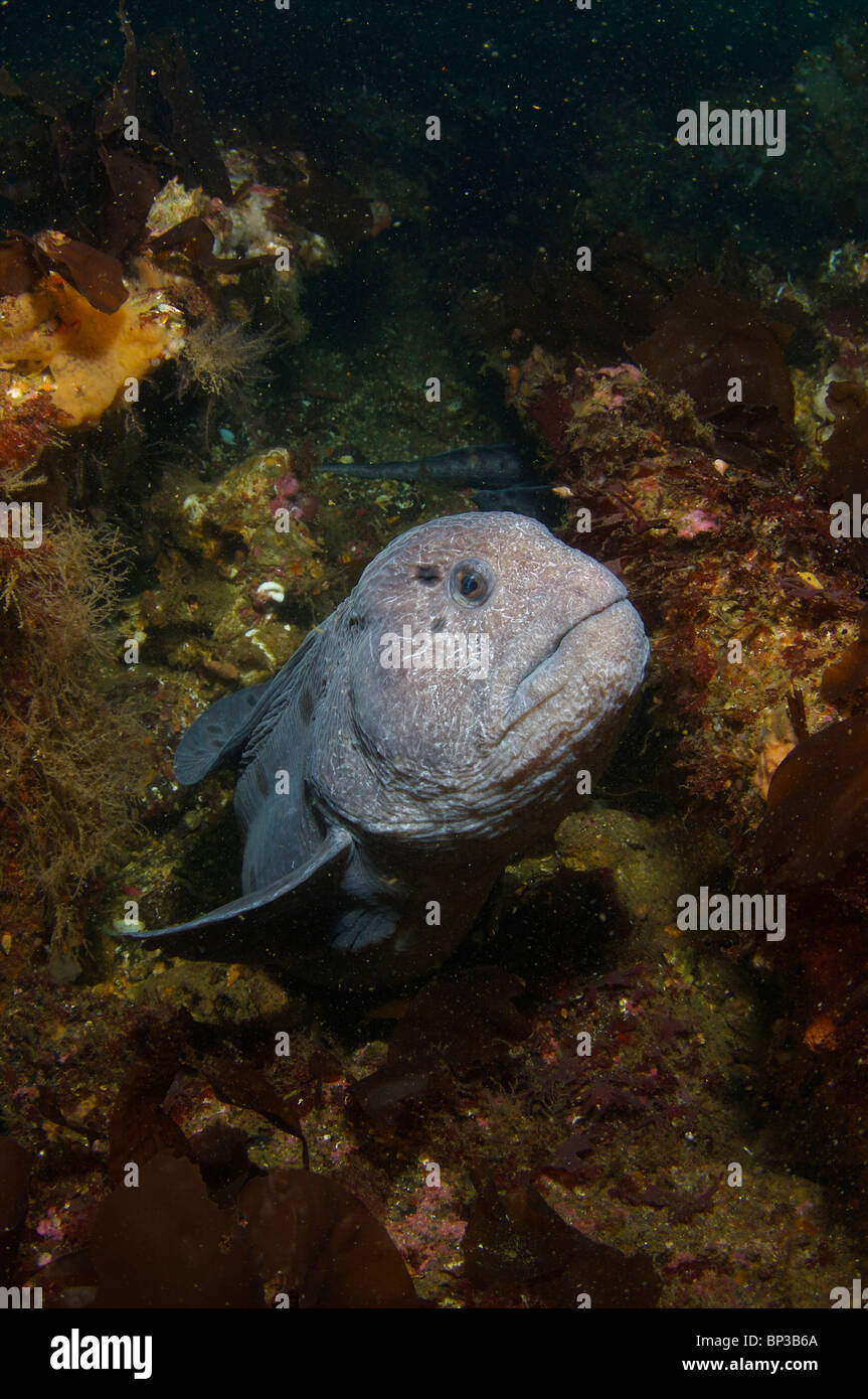 Vancouver Island cold water diving British Columbia, Canada Pacific North West Stock Photo