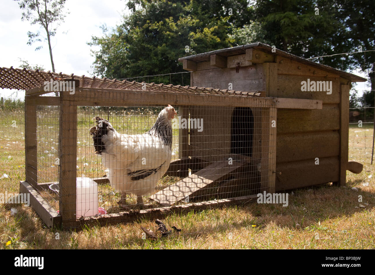 Chicken hutch or run , Hampshire, England. Stock Photo