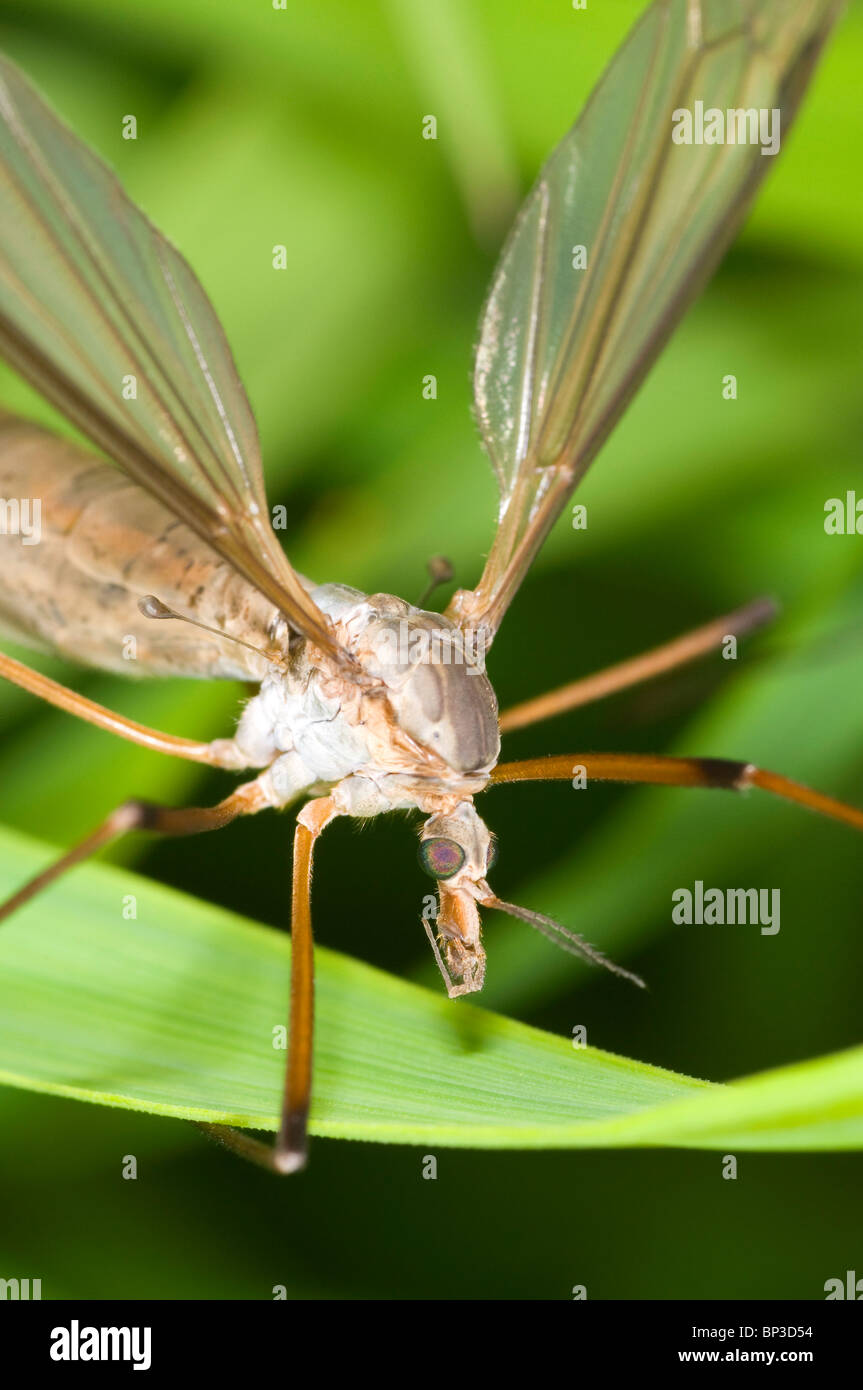 Extreme close up of a Crane fly on grass, Tipulidae species showing the long halteres. Stock Photo