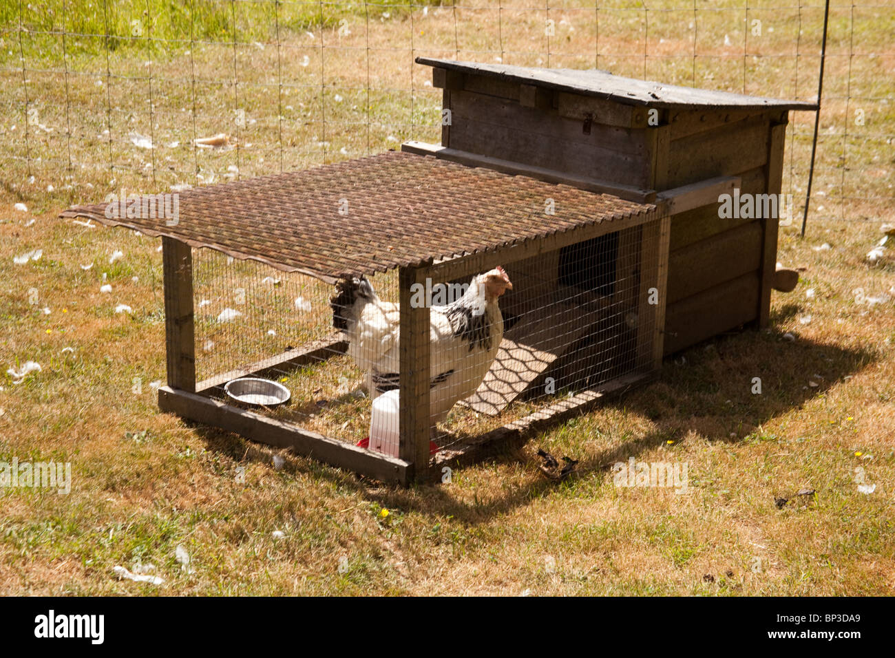 Free range chicken farm house field hi-res stock photography and images ...