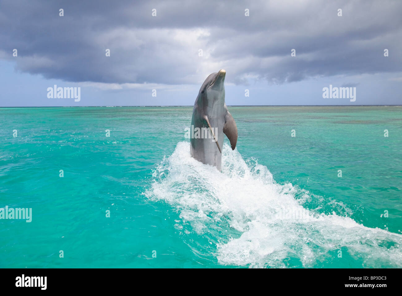 Roatan, Bay Islands, Honduras; A Bottlenose Dolphin (Tursiops Truncatus) Jumping Out Of The Water At Anthony's Key Resort Stock Photo