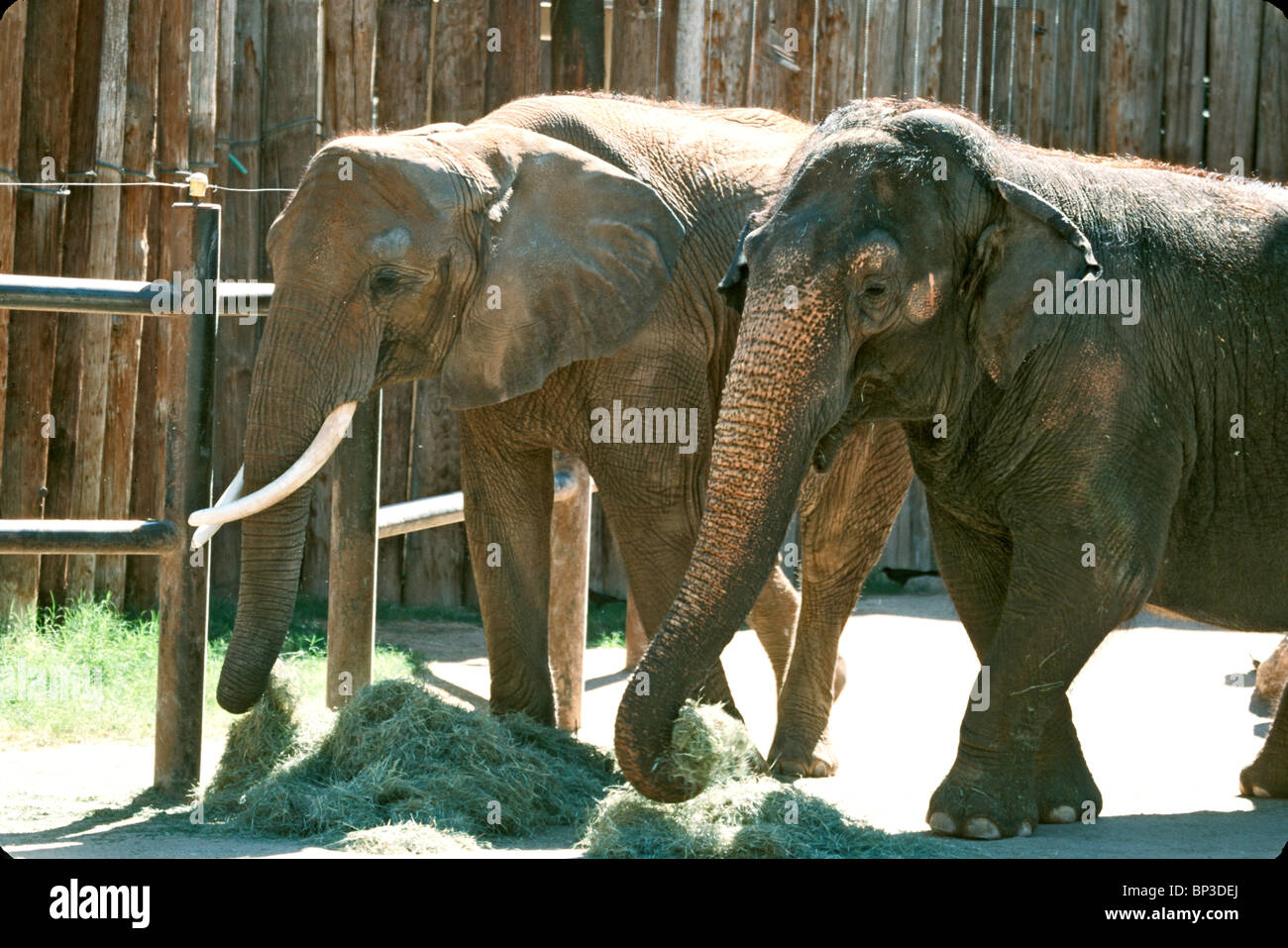 African & Asian Elephants Stock Photo