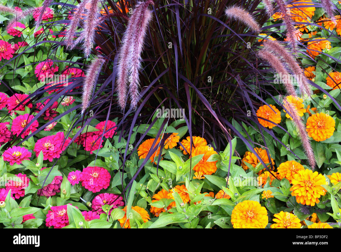 Flowers and ornamental plant in flower bed Stock Photo Alamy