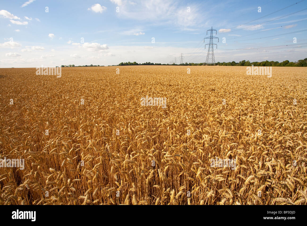 Field of golden wheat Stock Photo