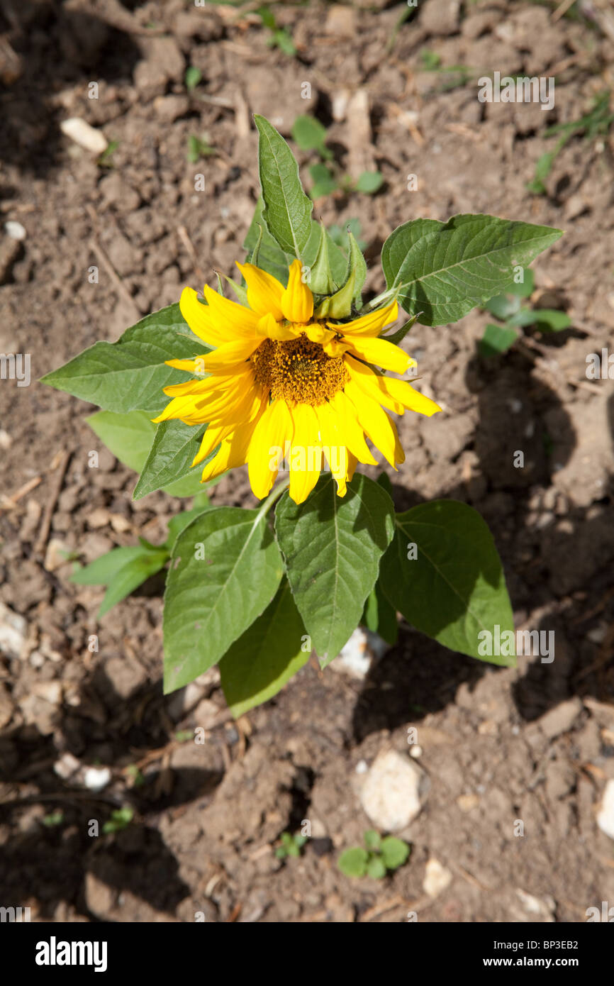 Sommaire Carte Des Francos Des Secteurs Commerciaux Commande