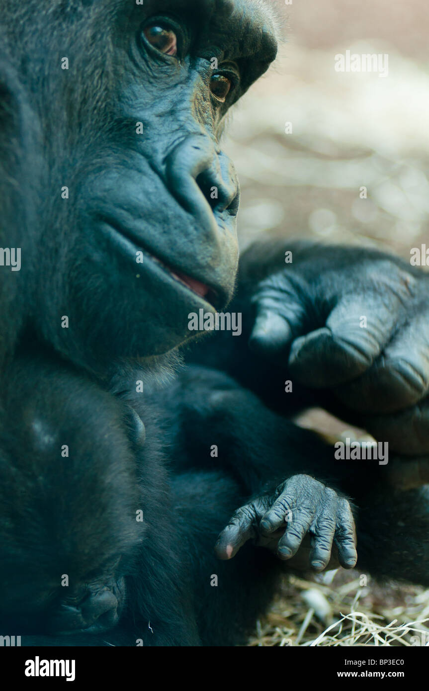 Gorilla mother holding her baby Stock Photo