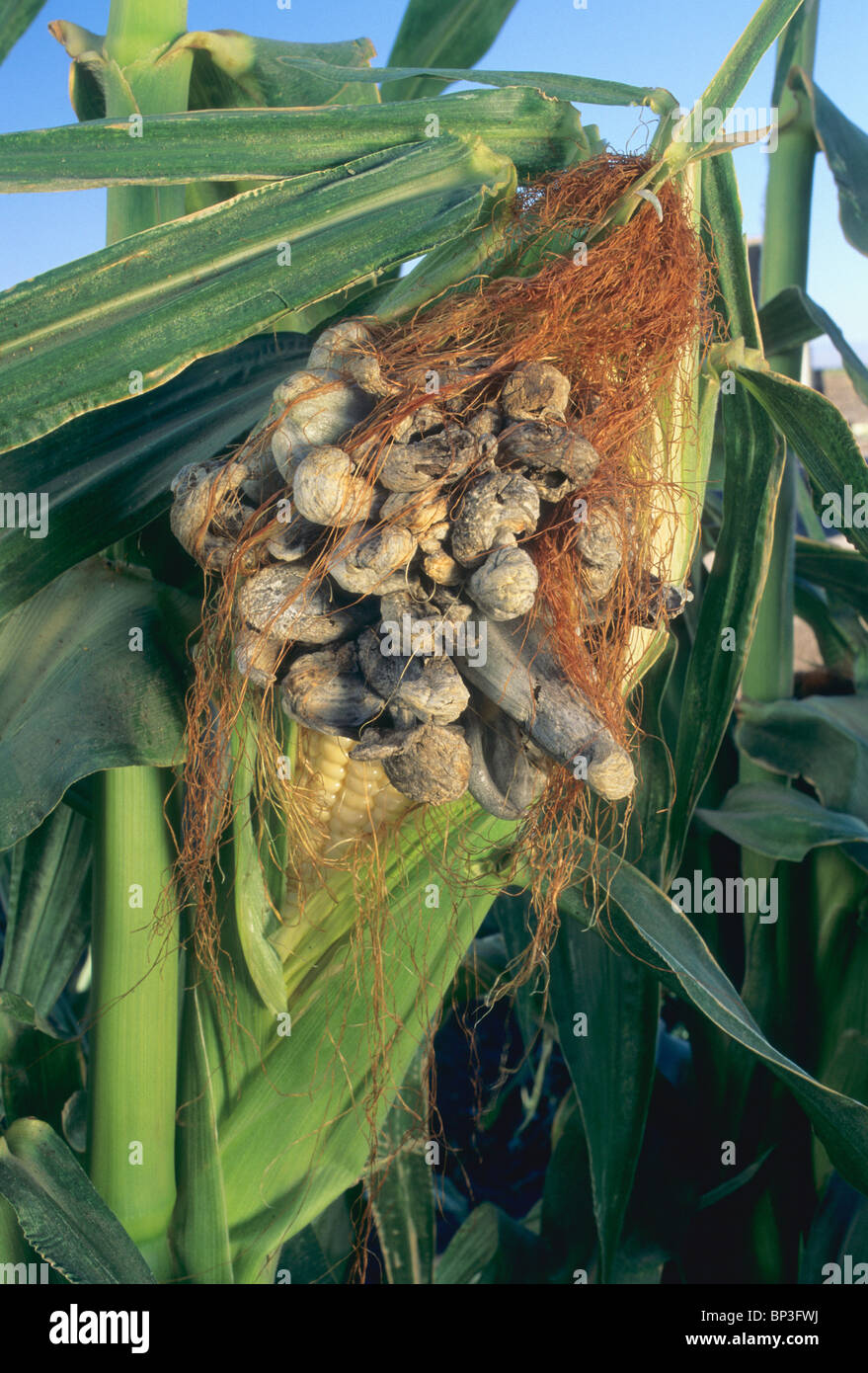 Mature Smut Galls, corn ear Stock Photo