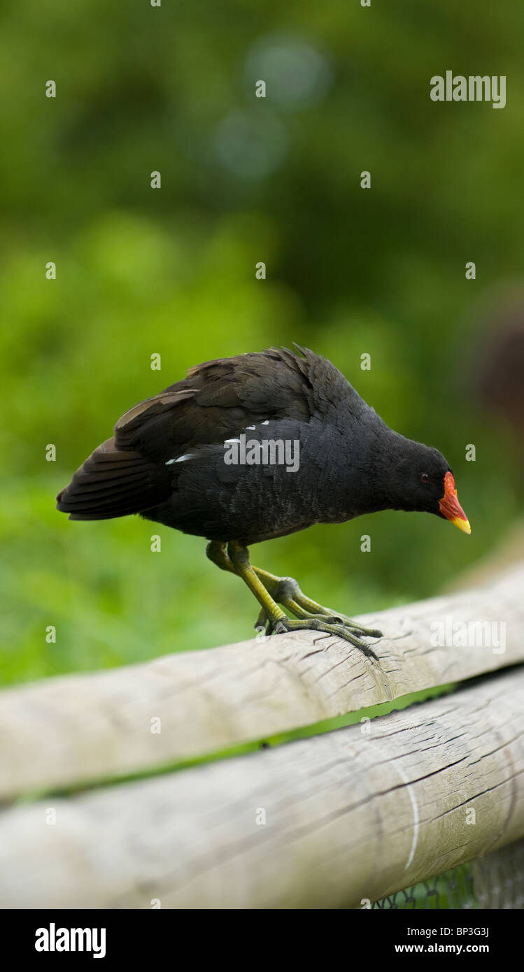 Perchhing Perching Cut Out Stock Images & Pictures - Alamy