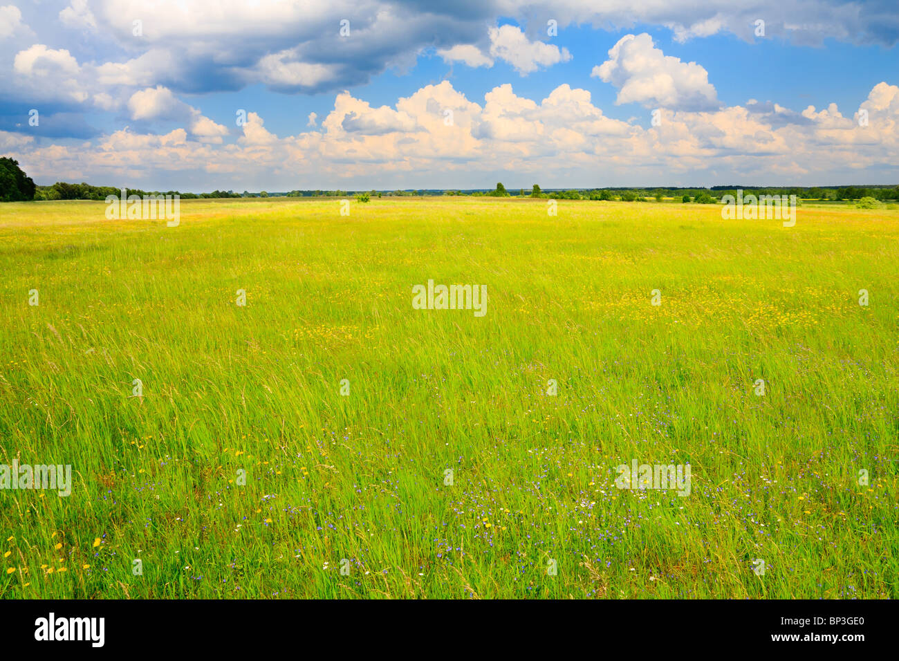 Green, flowery meadow and cumulus clouds above Stock Photo - Alamy