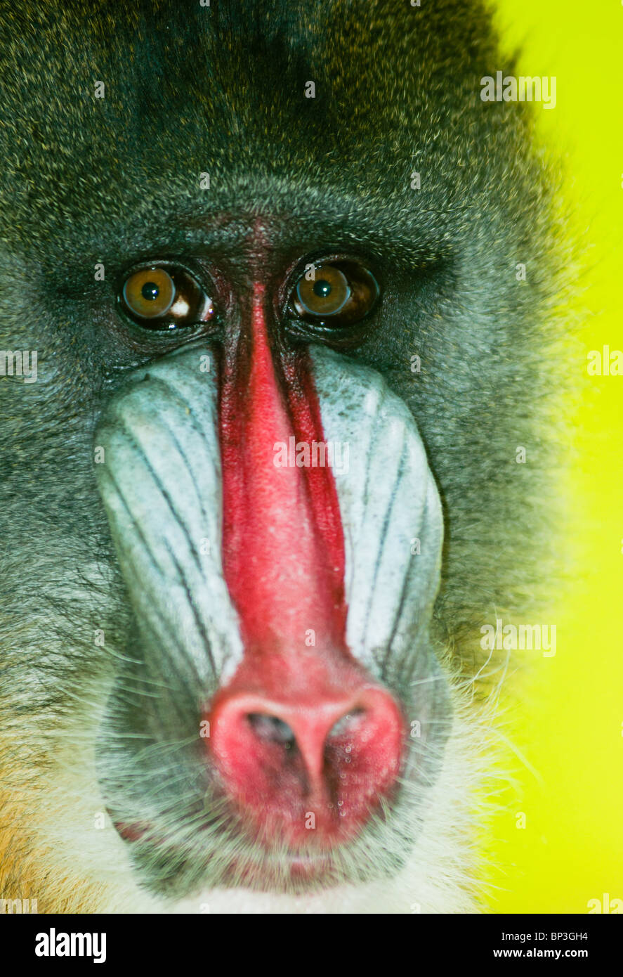 Mandrill Baboon up close Stock Photo