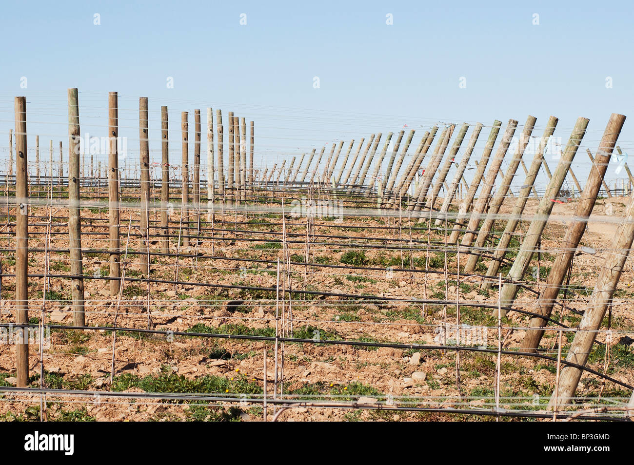 New vineyards with training and irrigation system, Alentejo, Portugal Stock Photo