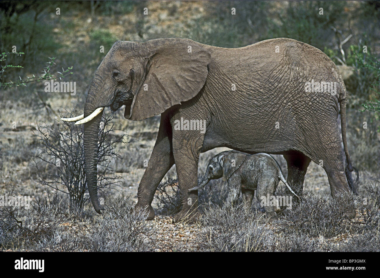 New born baby elephant calf only a few hours old standing underneath mother Samburu National Reserve Kenya East Africa Stock Photo