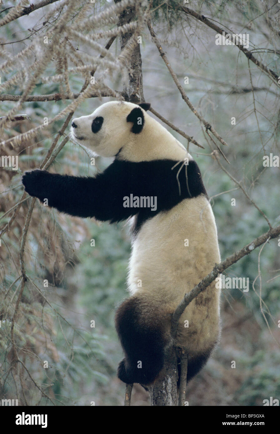 Giant panda climbs tree in winter, Wolong, China, January Stock Photo