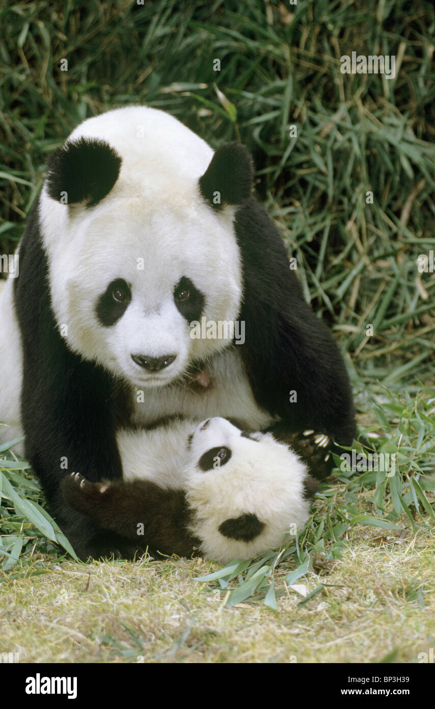 Giant panda mother with 5-month-old baby, Wolong, China Stock Photo