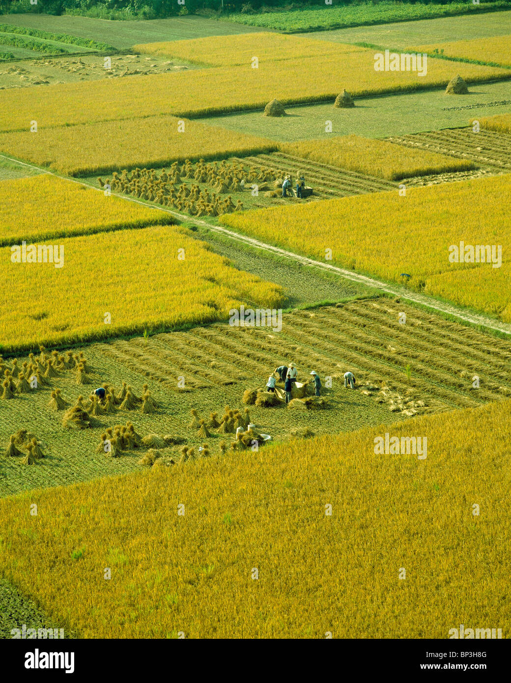 Harvesting rise in China Stock Photo