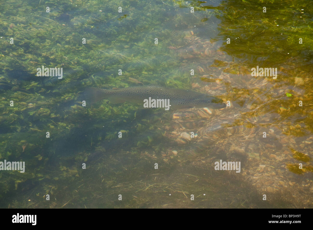 Brown Trout in the river Alre  Arlesford, Hampshire, England. Stock Photo
