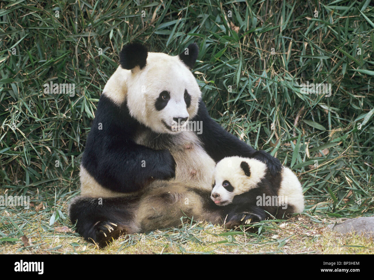 Giant panda mother with 5-month-old baby, Wolong China Stock Photo