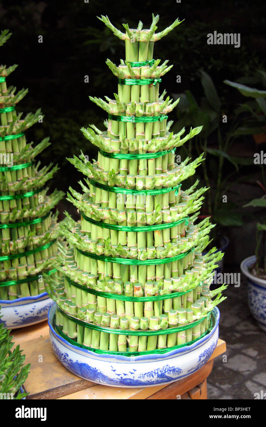 China, Chongqing. A lucky bamboo Christmas tree in a Chinese Flower