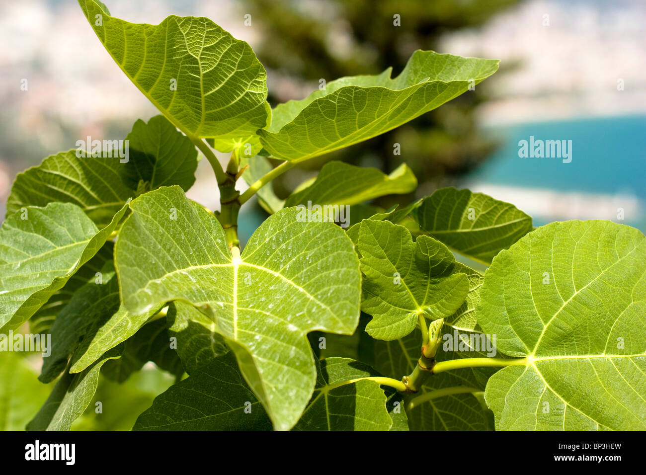 Fig leaves (Ficus Carica), Alanya, Turkey Stock Photo Alamy
