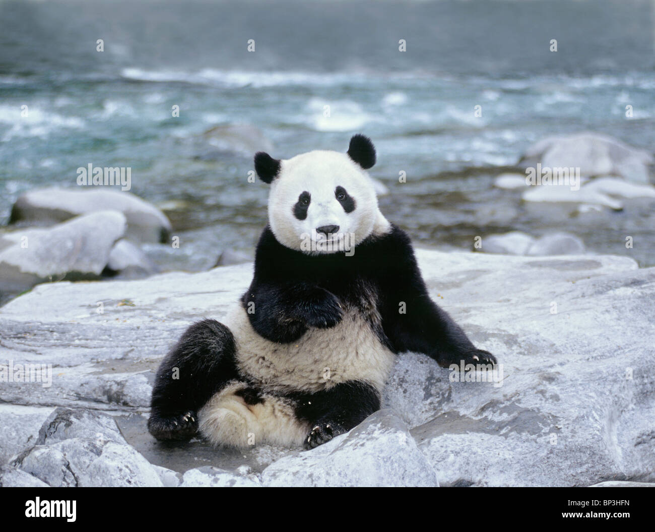 Giant panda sits beside river, Wolong, Sichuan Province, China Stock Photo