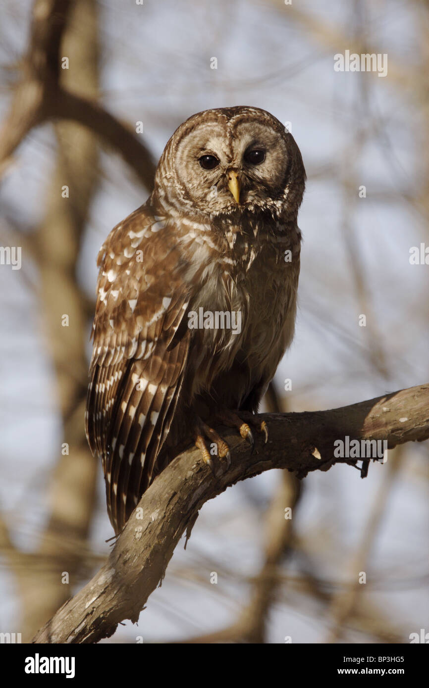 A Barred Owl surveys a Louisiana swamp in search of food. Stock Photo