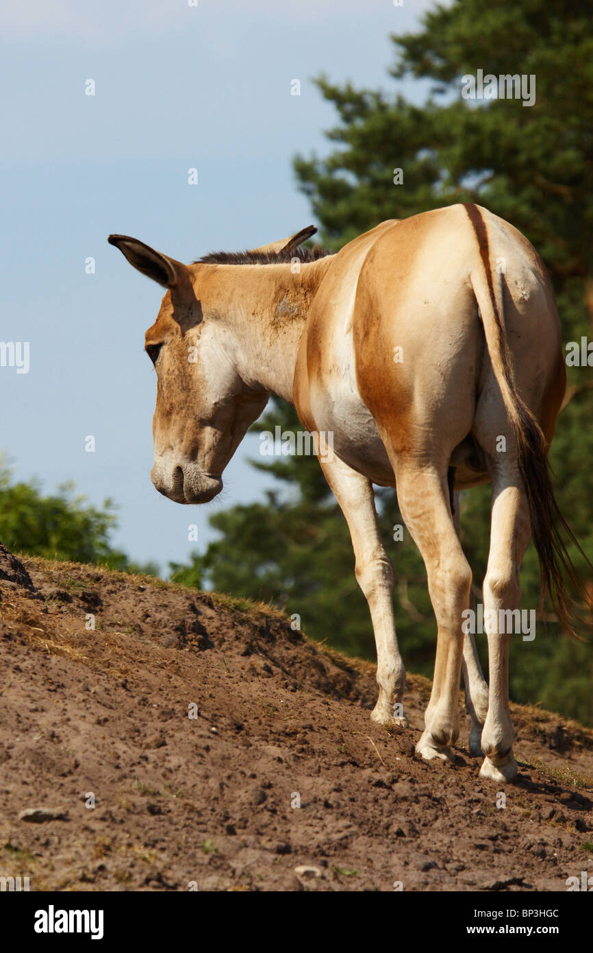 Onager on a hill, a view from behind Stock Photo
