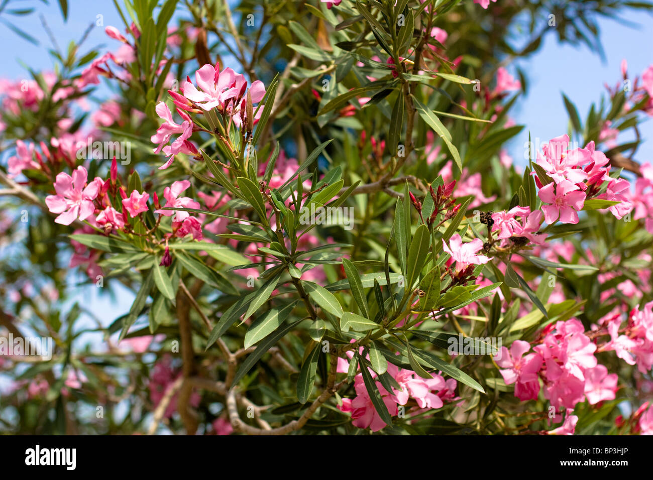 Nerium oleander tree with pink flowers, Alanya, Turkey. Stock Photo