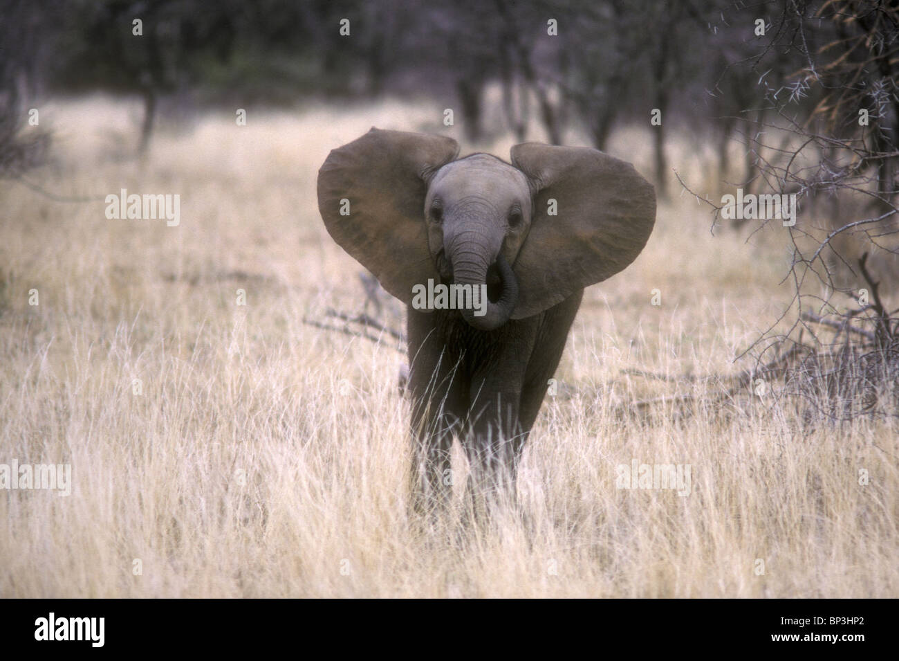 Young baby elephant calf playing with trunk and whirling it aroung his head Samburu National Reserve Kenya East Africa Stock Photo