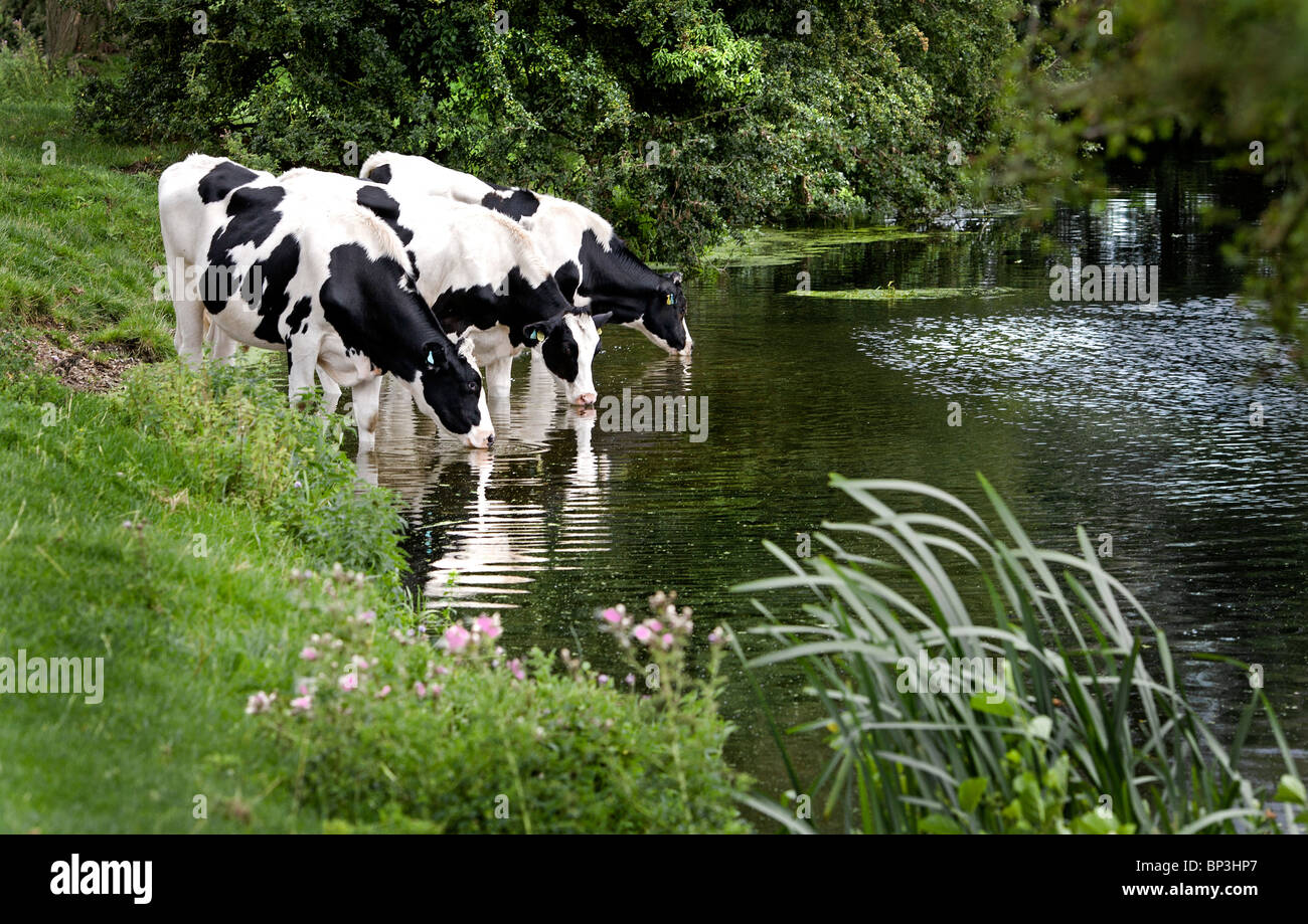 Cattle Drinking River High Resolution Stock Photography and Images Alamy
