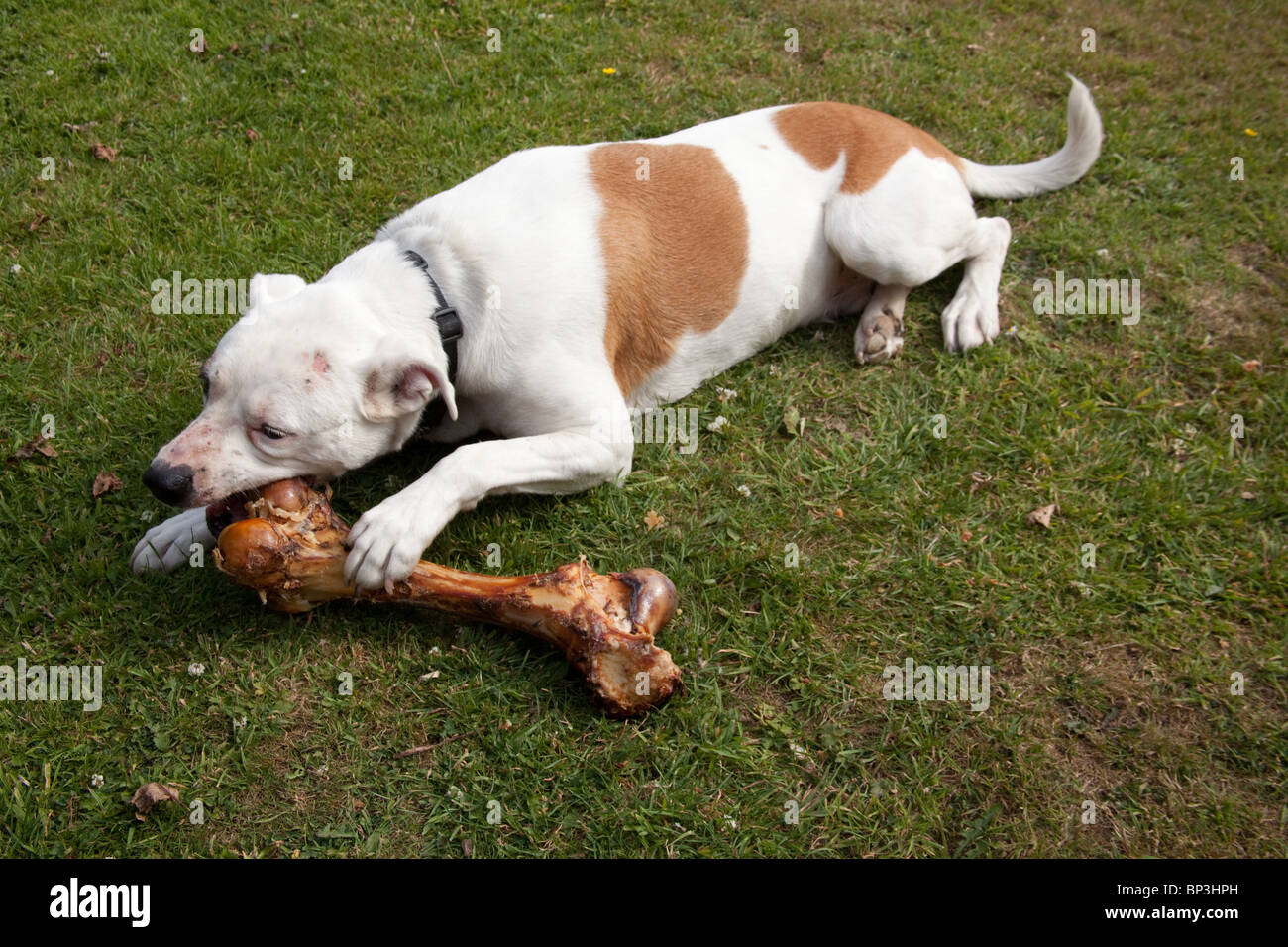 huge rawhide bone