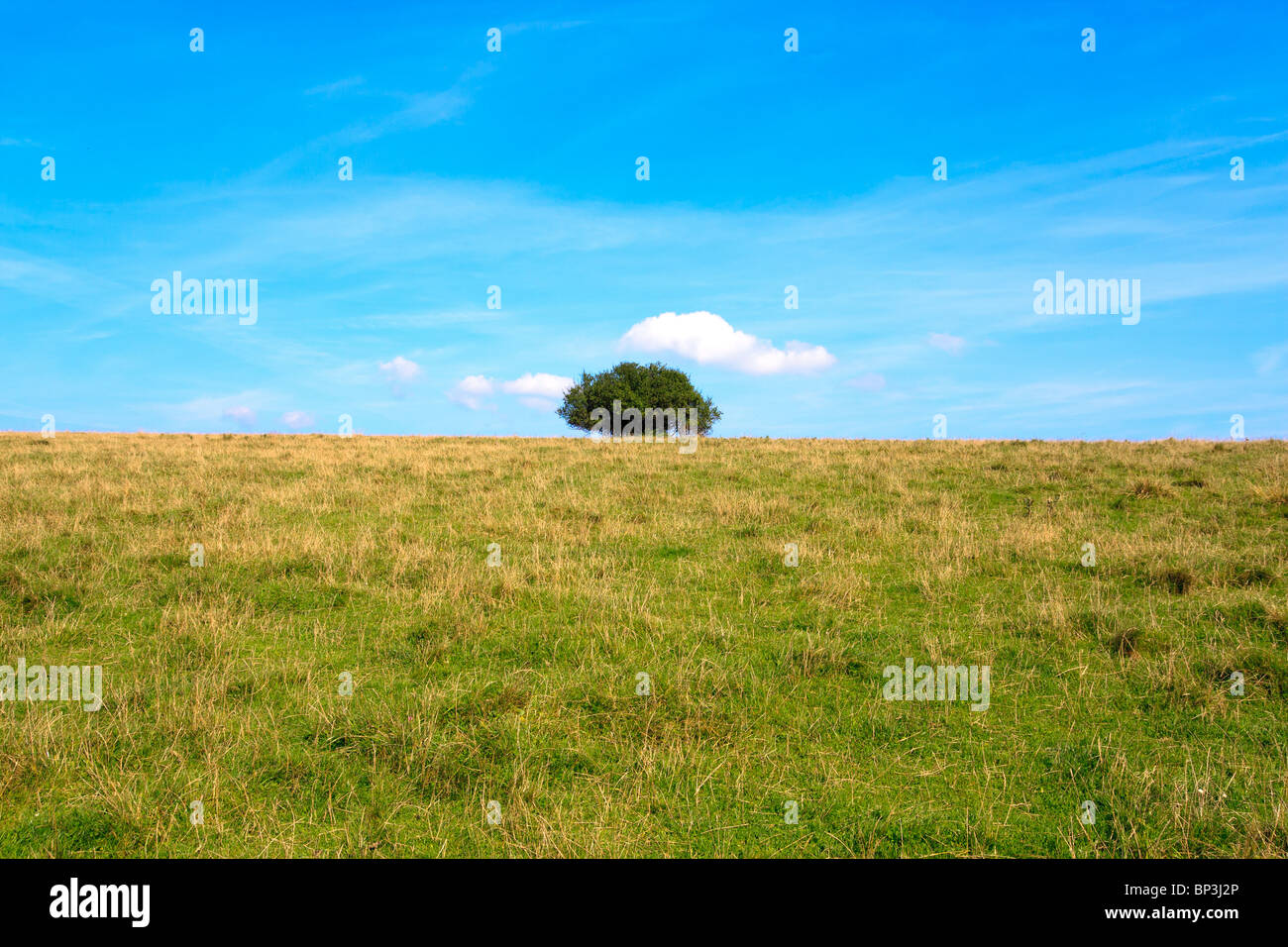 Dry tree clear blue hi-res stock photography and images - Alamy