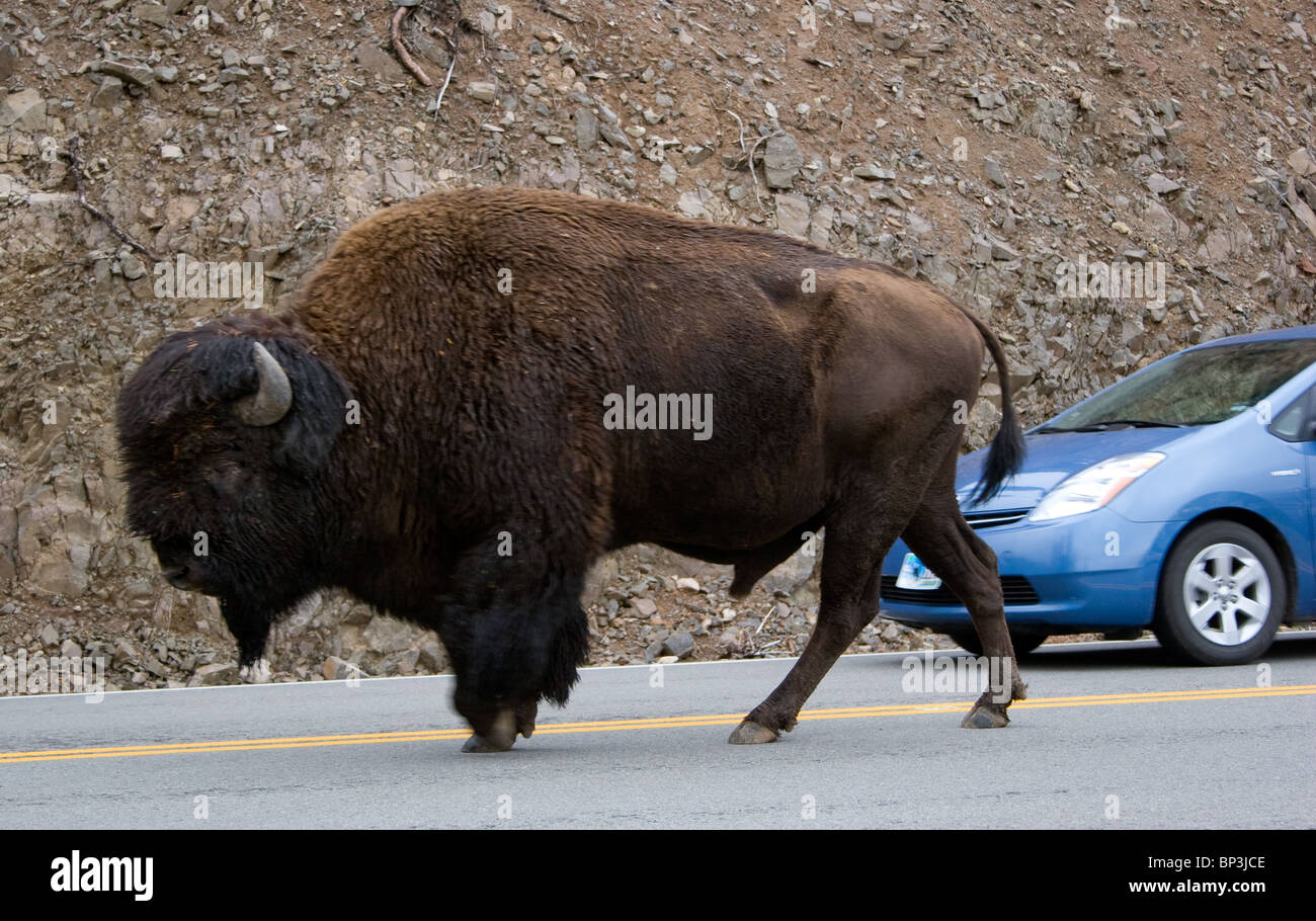 A massive bison casually walks down the middle of the road in Yellowstone National Park, showcasing the park’s untamed wildlife and rugged beauty. Stock Photo