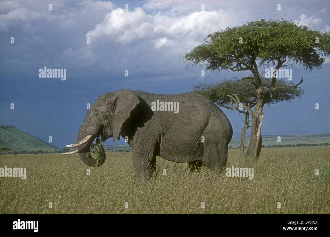 Solitary male bull elephant grazing feeding in grassland savannah near balanites tree Masai Mara National Reserve Kenya Africa Stock Photo
