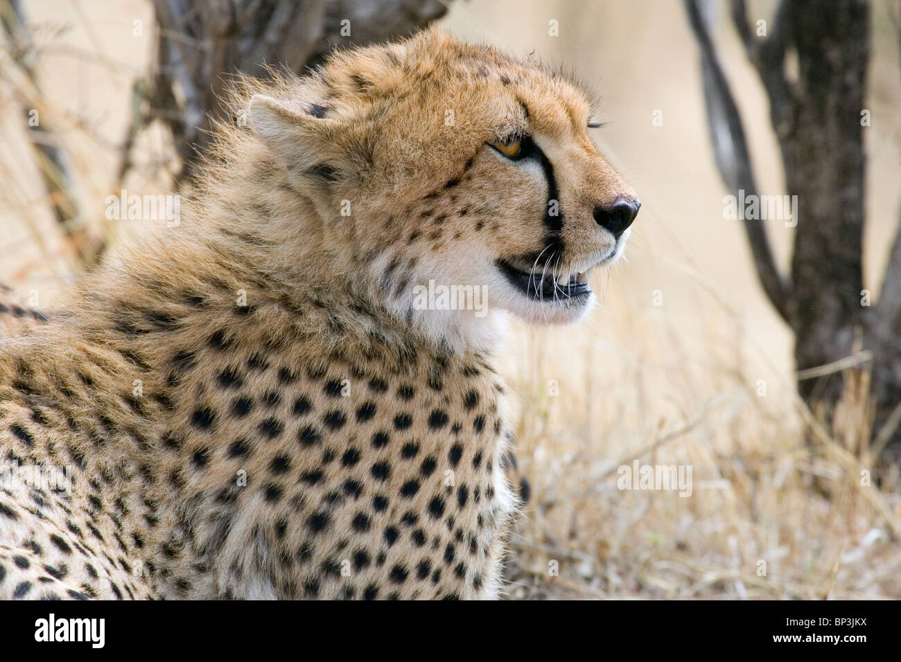 The cheetah (Acinonyx jubatus) portrait, Masai Mara National Park, Kenya. Stock Photo