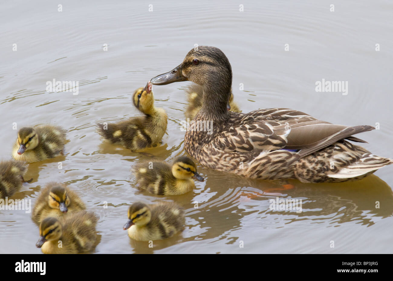 duckling mallard (Anas platyrhynchos) kissing his mom, Georgia, USA Stock Photo