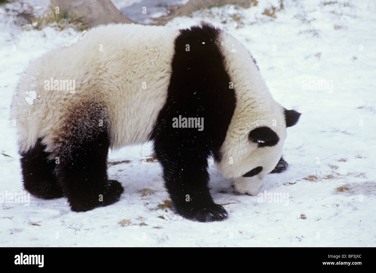 Giant panda sniffs snow-covered ground at Wolong China in winter. Stock Photo