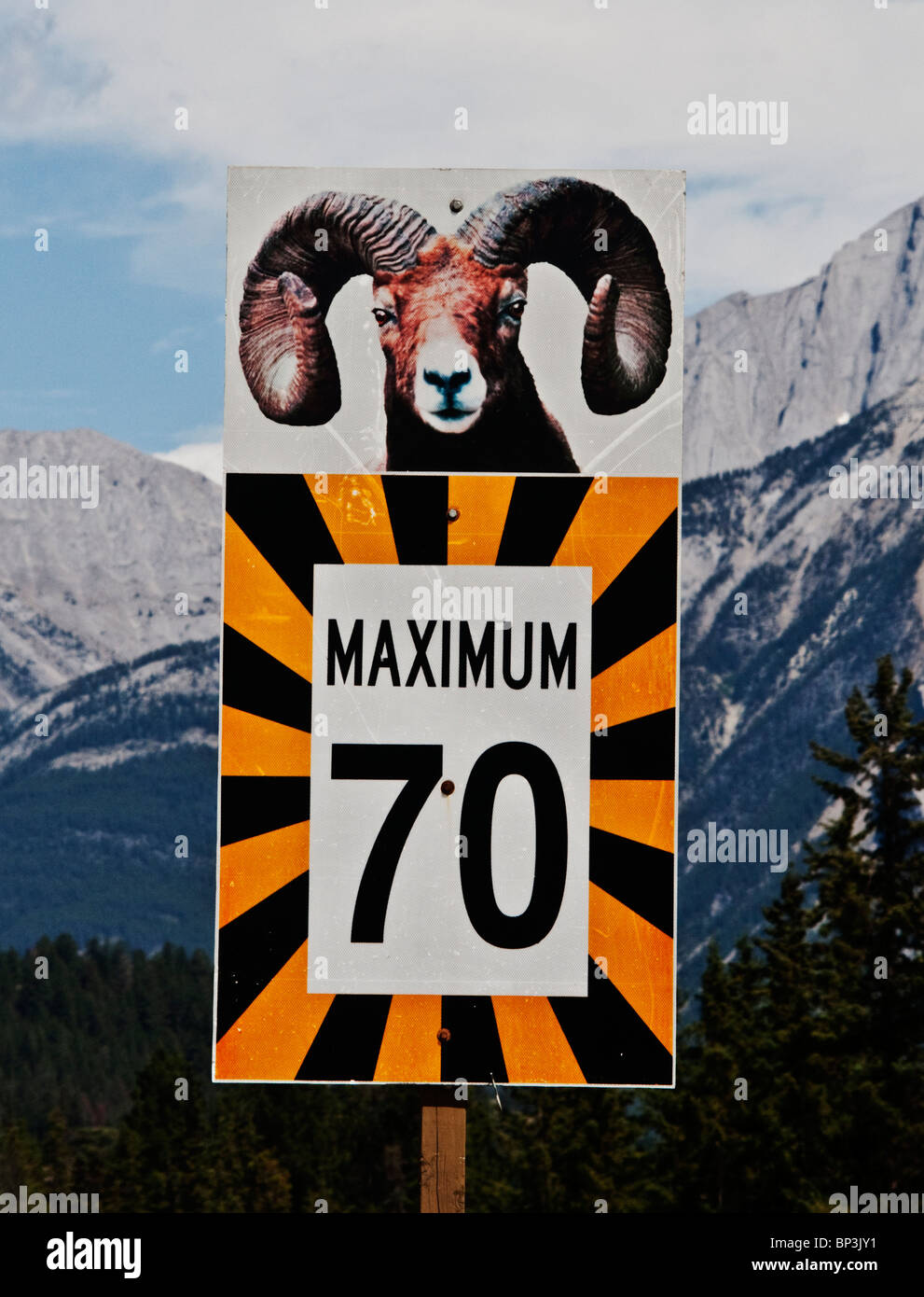 speed limit sign in Jasper National Park. Big horn sheep image Stock ...